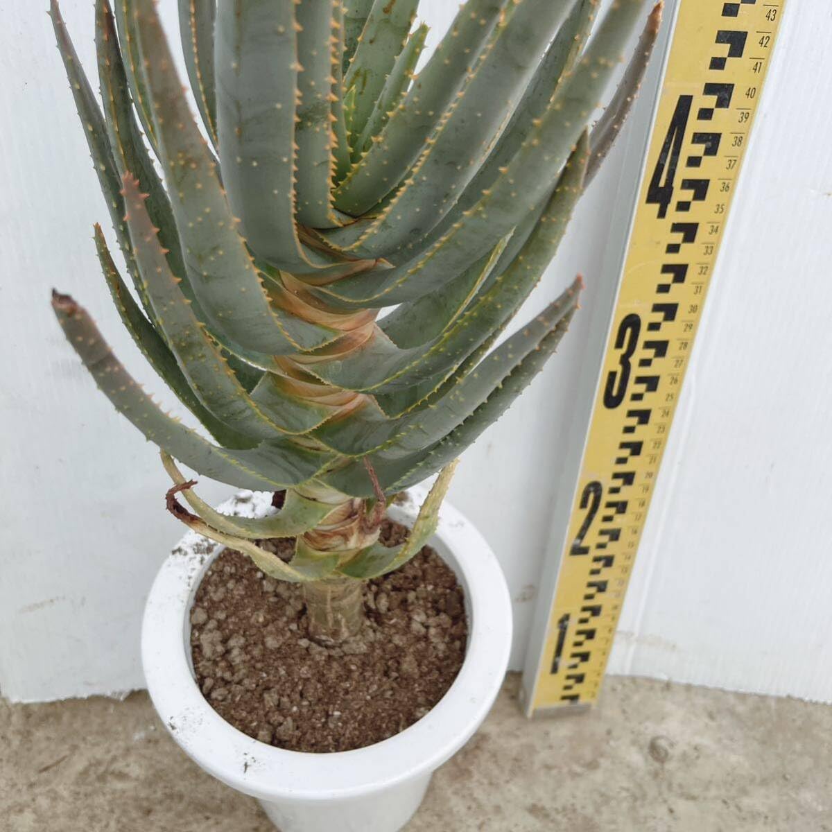 Amazon.co.jp: 多肉植物 アロエ デコトマ6号 Aloe 株立 品種レア